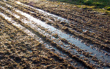 muddy tracks