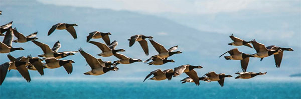 barnacle geese over islay