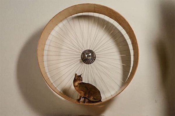 cat wheel by wheelsmith
